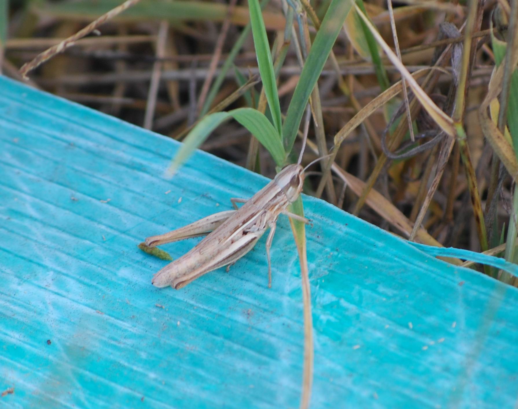 Euchortippus elegantulus?